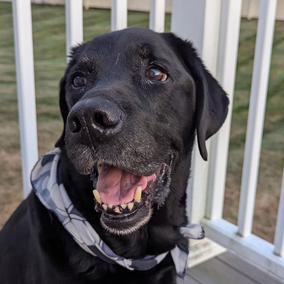 ✨ posh ambassador ✨ - Picture 1 of 1